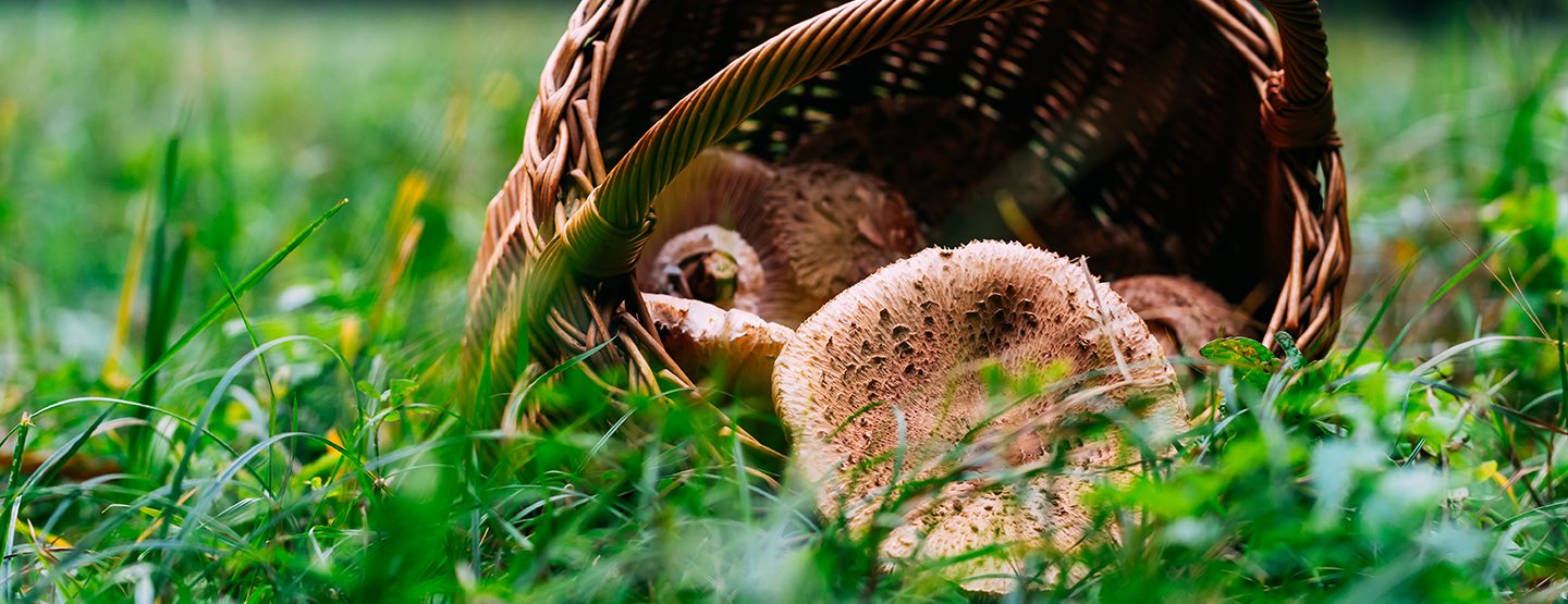 Őzlábgomba recept: egy finom őszi klasszikus